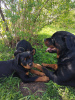 Foto №3. Rottweiler-Welpen wechseln zu neuen Besitzern. Lettland