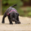 Foto №2 zu Ankündigung № 120641 zu verkaufen cane corso italiano - einkaufen Großbritannien züchter