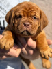 Foto №1. dogue de bordeaux - zum Verkauf in der Stadt Smederevo | verhandelt | Ankündigung № 102896