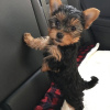 Foto №3. Reinrassiger mittelgroßer Yorkshire Terrier.. Deutschland