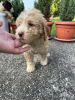 Foto №2 zu Ankündigung № 53638 zu verkaufen lagotto romagnolo - einkaufen Serbien quotient 	ankündigung