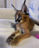 Foto №2 zu Ankündigung № 99621 zu verkaufen caracal - einkaufen USA quotient 	ankündigung, vom kindergarten, aus dem tierheim