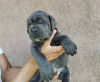 Foto №4. Ich werde verkaufen cane corso italiano in der Stadt Belgrad.  - preis - verhandelt