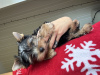 Foto №3. Yorkie Mini-Welpe. Weißrussland