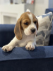 Foto №2 zu Ankündigung № 102242 zu verkaufen beagle - einkaufen USA quotient 	ankündigung