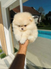 Foto №3. Pomeranian, Welpen höchster Qualität. Serbien