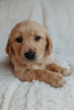 Foto №2 zu Ankündigung № 90614 zu verkaufen golden retriever - einkaufen Deutschland quotient 	ankündigung