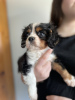 Foto №2 zu Ankündigung № 64144 zu verkaufen cavalier king charles spaniel - einkaufen USA quotient 	ankündigung