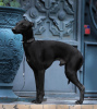 Foto №3. kleiner italienischer Windhund. Weltmeister im Stricken. in Russische Föderation. Ankündigung № 8718