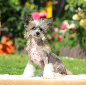 Foto №1. chinesischer schopfhund - zum Verkauf in der Stadt Moskau | 511€ | Ankündigung № 3369