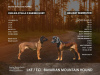 Foto №1. bayerischer gebirgsschweißhund - zum Verkauf in der Stadt Лиепая | 800€ | Ankündigung № 102780