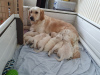 Zusätzliche Fotos: Die Golden Retriever-Welpen der Champion-Familie stehen jetzt zum Verkauf