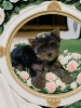 Foto №1. yorkshire terrier - zum Verkauf in der Stadt St. Petersburg | verhandelt | Ankündigung № 94981