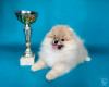 Zusätzliche Fotos: Pomeranian-Welpen vom Super Grand Champion