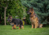 Foto №2 zu Ankündigung № 52031 zu verkaufen deutscher schäferhund - einkaufen Litauen züchter