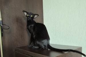 Foto №3. Schwarze orientalische Katze in der extremen Art. Russische Föderation