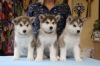 Foto №2 zu Ankündigung № 121841 zu verkaufen alaskan malamute - einkaufen Niederlande quotient 	ankündigung