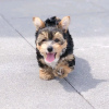 Foto №3. Erstaunliche Yorkie-Welpen Business WhatsApp 37256062792. Finnland