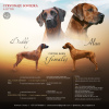 Zusätzliche Fotos: Rhodesian Ridgeback-Welpen