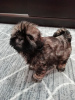 Foto №3. Reinrassige Shih Tzu Welpen.. Lettland