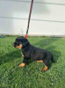 Foto №4. Ich werde verkaufen rottweiler in der Stadt Kragujevac.  - preis - verhandelt