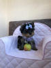 Foto №4. Ich werde verkaufen yorkshire terrier in der Stadt Grodno. vom kindergarten - preis - 1500€