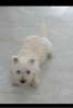 Foto №2 zu Ankündigung № 109990 zu verkaufen west highland white terrier - einkaufen Serbien züchter