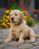 Foto №2 zu Ankündigung № 70333 zu verkaufen golden retriever - einkaufen Polen züchter