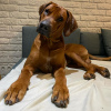 Foto №4. Ich werde verkaufen rhodesian ridgeback in der Stadt Krakau. züchter - preis - 2500€