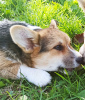 Foto №2 zu Ankündigung № 126291 zu verkaufen welsh corgi - einkaufen Serbien züchter