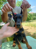 Foto №4. Ich werde verkaufen dobermann in der Stadt Belgrad.  - preis - Frei