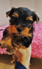 Foto №1. yorkshire terrier - zum Verkauf in der Stadt Mariupol | verhandelt | Ankündigung № 9348
