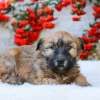 Foto №2 zu Ankündigung № 126211 zu verkaufen west highland white terrier - einkaufen Deutschland quotient 	ankündigung