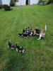 Foto №1. beagle - zum Verkauf in der Stadt Wyoming | 284€ | Ankündigung № 35938