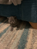 Foto №3. Leidenschaftliche blaue Britisch Kurzhaar Kätzchen für Sie. USA