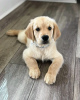 Foto №3. Gesunde, süße, bezaubernde und sozialisierte Golden Retriever-Welpen. Deutschland