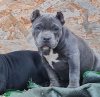 Foto №4. Ich werde verkaufen american bully in der Stadt Krasnodar. quotient 	ankündigung - preis - 739€