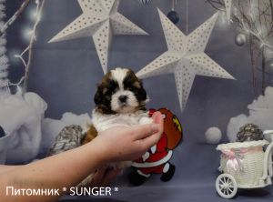 Foto №1. shih tzu - zum Verkauf in der Stadt Krivoy Rog | verhandelt | Ankündigung № 4346