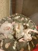 Foto №3. Don Sphynx Kitten von würdigen Eltern. Russische Föderation