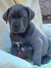 Foto №2 zu Ankündigung № 123030 zu verkaufen cane corso italiano - einkaufen USA quotient 	ankündigung