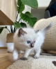 Foto №1. ragdoll-katze - zum Verkauf in der Stadt Гамбург | 284€ | Ankündigung № 101795