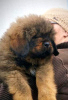 Zusätzliche Fotos: Tibetan Mastiff Welpen