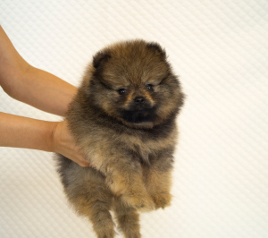 Foto №1. german spitz - zum Verkauf in der Stadt Adler | 562€ | Ankündigung № 3469