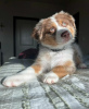 Foto №2 zu Ankündigung № 63322 zu verkaufen australian shepherd - einkaufen Polen quotient 	ankündigung