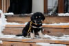 Foto №4. Ich werde verkaufen mongolischer wolfshund der burjaten in der Stadt Woronesch. quotient 	ankündigung - preis - 493€