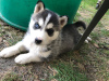 Foto №2 zu Ankündigung № 114668 zu verkaufen siberian husky - einkaufen Deutschland züchter