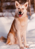 Foto №1. mischlingshund - zum Verkauf in der Stadt Москва | Frei | Ankündigung № 43223