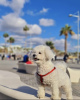 Foto №3. West Highland White Terrier. USA