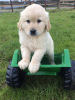 Zusätzliche Fotos: Geimpfte Golden Retriever-Welpen stehen jetzt zum Verkauf