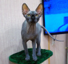 Foto №4. Ich werde verkaufen sphynx cat in der Stadt Ivanovo. züchter - preis - verhandelt